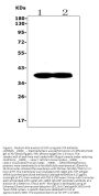 Anti-Synaptophysin/SYP PicobandÂ® Antibody