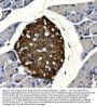 Anti-Synaptophysin/SYP PicobandÂ® Antibody