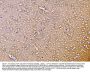 Anti-Synaptophysin/SYP PicobandÂ® Antibody