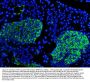 Anti-Synaptophysin/SYP PicobandÂ® Antibody