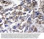 Anti-Musashi 1/Msi1 Antibody Picoband®