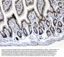 Anti-Musashi 1/Msi1 Antibody Picoband®