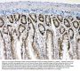 Anti-Musashi 1/Msi1 Antibody Picoband®
