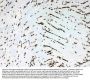 Anti-Musashi 1/Msi1 Antibody Picoband®