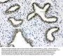 Anti-Musashi 1/Msi1 Antibody Picoband®