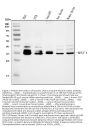 Anti-Musashi 1/Msi1 Antibody Picoband®