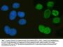 Anti-Musashi 1/Msi1 Antibody Picoband®
