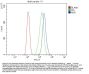 Anti-Musashi 1/Msi1 Antibody Picoband®