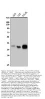 Anti-Musashi 1/Msi1 Antibody Picoband®