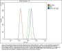 Anti-Musashi 1/Msi1 Antibody Picoband®