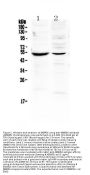 Anti-MMP16 Antibody Picoband®
