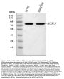 Anti-ACSL5 Antibody Picoband®