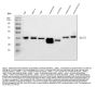 Anti-BCAT1 Antibody Picoband®