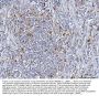 Anti-BCAT1 Antibody Picoband®