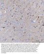 Anti-BCAT1 Antibody Picoband®