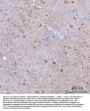 Anti-BCAT1 Antibody Picoband®