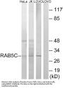 Anti-Ras-related protein Rab-5C RAB5C Antibody