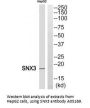 Anti-Sorting nexin-3 SNX3 Antibody