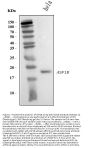 Anti-ASF1B Antibody Picoband®