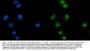 Anti-ASF1B Antibody Picoband®