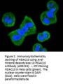 Anti-Histone deacetylase 10 HDAC10 Antibody