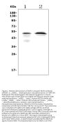 Anti-MAFA Picoband® Antibody