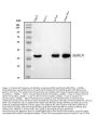 Anti-AKR1D1 Antibody Picoband®