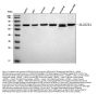 Anti-FATP4/SLC27A4 Antibody Picoband®