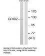 Anti-GRID2 Antibody