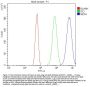 Anti-Nefh Antibody Picoband®