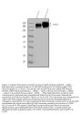 Anti-Nefh Antibody Picoband®