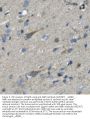 Anti-Nefh Antibody Picoband®