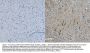 Anti-Nefh Antibody Picoband®