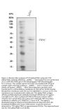 Anti-TCR alpha/TRAC Antibody Picoband®