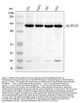Anti-NUP133 Antibody Picoband®