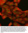 Anti-NUP133 Antibody Picoband®
