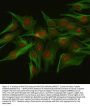 Anti-NUP133 Antibody Picoband®