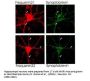 Anti-Frequenin Ncs1 Antibody
