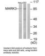 Anti-MARK3 Antibody