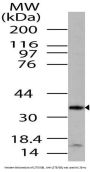 Anti-LST8/GBL MLST8 Antibody