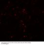 Anti-Transcription factor HES-5 HES5 Antibody