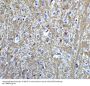 Anti-Transcription factor HES-5 HES5 Antibody