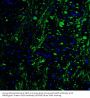Anti-Transcription factor HES-5 HES5 Antibody