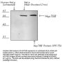 Anti-HSP70B' HSPA6 Antibody