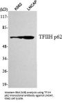 Anti-TFIIH p62 GTF2H1 Monoclonal Antibody