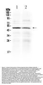 Anti-HtrA3 Antibody Picoband®
