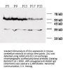 Anti-ZIC1/2/3 Antibody