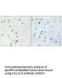 Anti-ZIC1/2/3 Antibody
