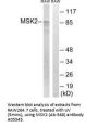 Anti-MSK2 (Ab-568) RPS6KA4 Antibody