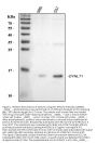 Anti-DYNLT1 Antibody Picoband®